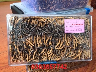 Đông Trùng Hạ Thảo Thiên Nhiên Mắt Đỏ Bhutan Super A +(10 Gram)