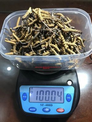 Đông Trùng Hạ Thảo Thiên Nhiên Mắt Đỏ Bhutan Loại A (10 Gram)