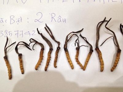Đông Trùng Hạ Thảo Mắt Đỏ Bhutan Loại 2 Râu Đặc Biệt (10 Gram)