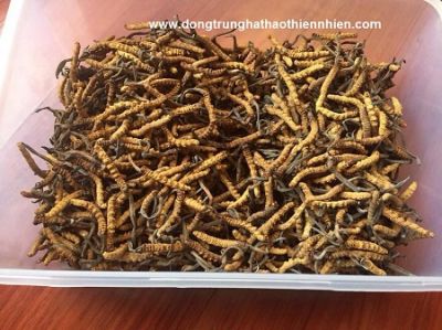 Đông Trùng Hạ Thảo Thiên Nhiên Bhutan Loại Mắt Đỏ A+ (10 Gram)