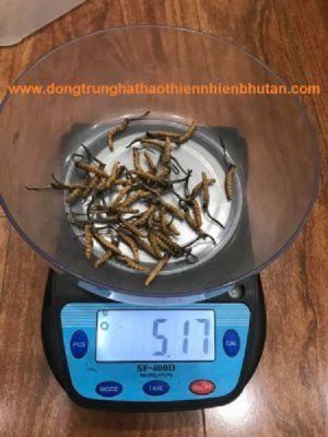Đông Trùng Hạ Thảo Bhutan Mắt Đỏ Loại B (10 Gram) Giá: 