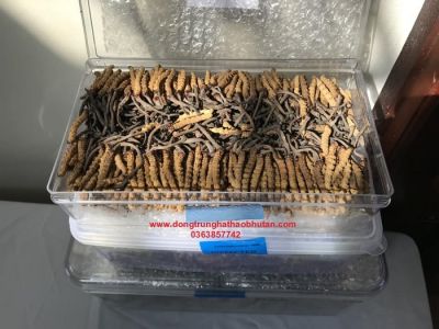 Công dụng của Đông Trùng  Hạ Thảo