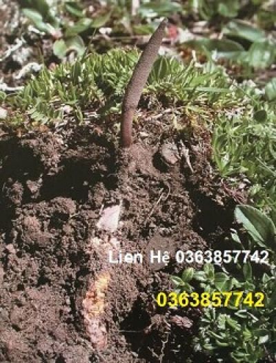 Trả gi&aacute; bằng hai quả thận bởi uống thuốc v&ocirc; tội vạ