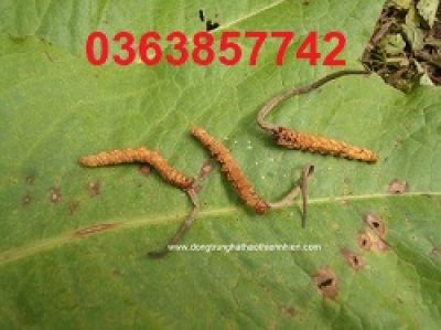 Loại cá giàu canxi gấp 25 lần cá hồi, giá rẻ bèo ở chợ Việt