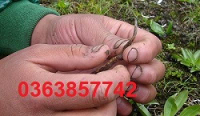 Người tiểu đường c&oacute; n&ecirc;n ăn chuối?