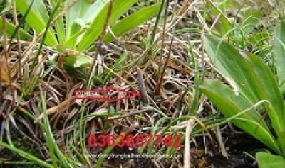 Bé trai bị ong ruồi đốt gây sốc phản vệ